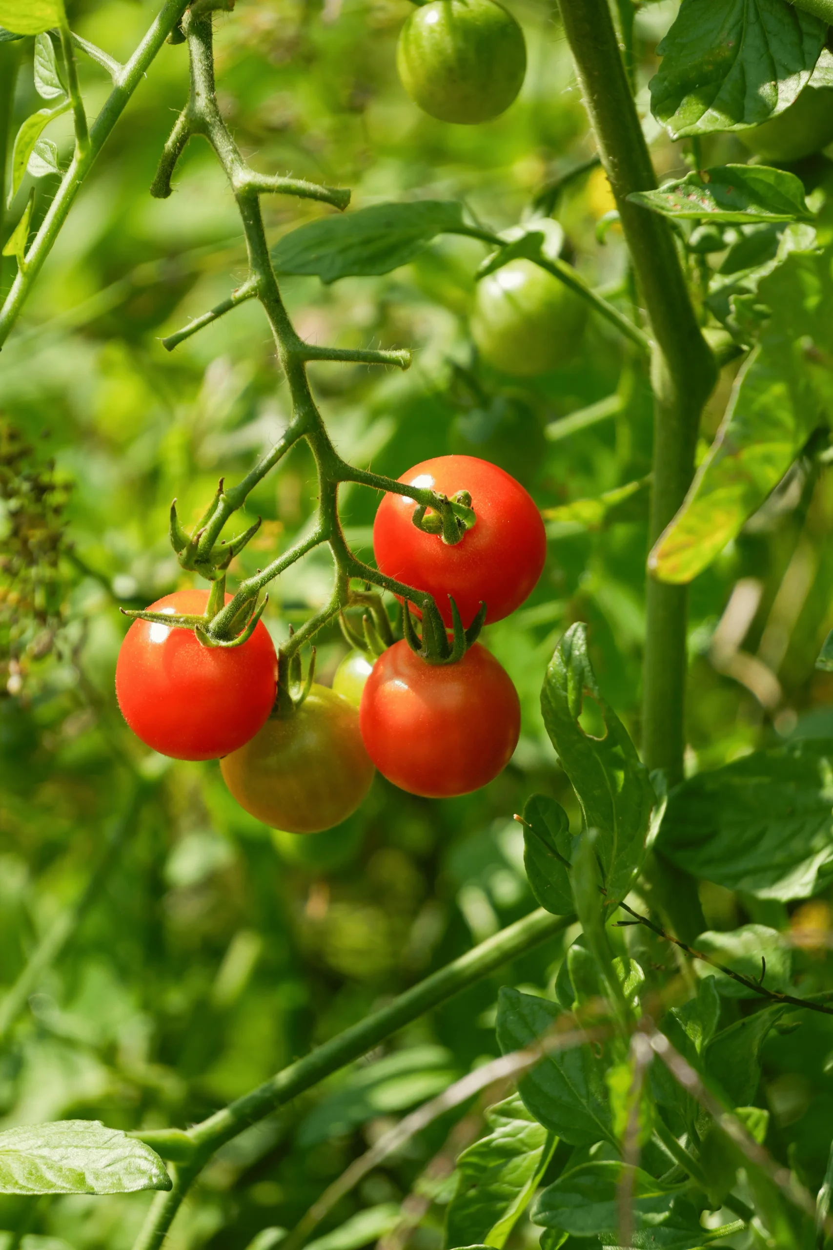 Château Du Loroux - The Gardens 17